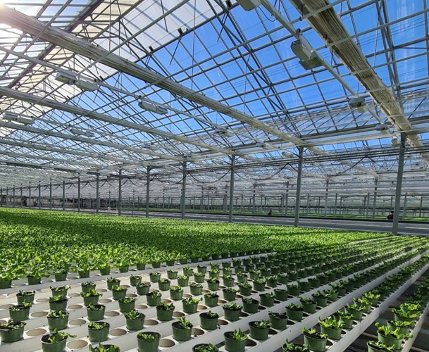 Greenhouse gutter systems for professional greenhouses